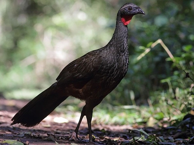 Pucacunga