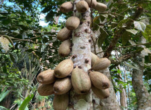 Árbol de Sacha mango