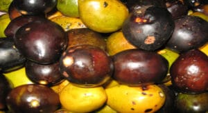 Fruto de umari