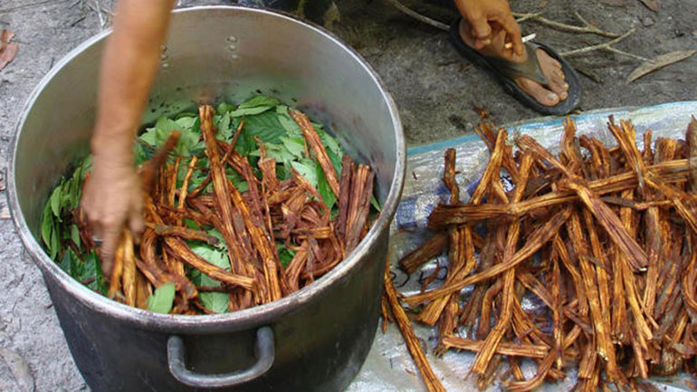 cocinando el ayahuasca