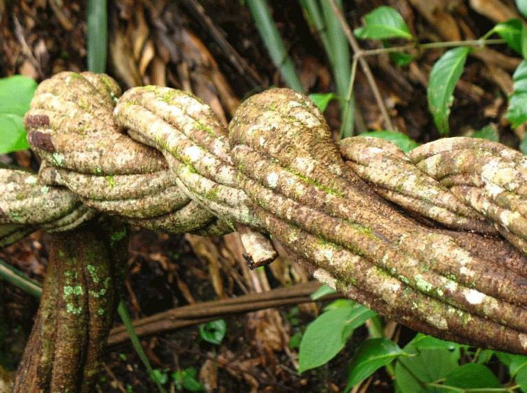 liana del ayahuasca