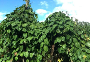 Árbol de granadilla