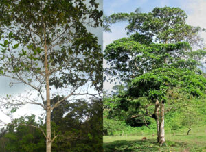 Árbol de Huito