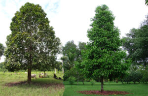Arbol de pomarosa