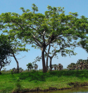 Árbol de ubos