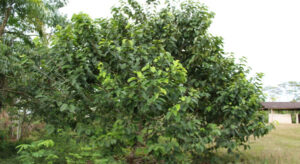 Árbol de umari
