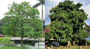 Árbol de zapote