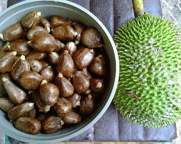 Fruta y semilla de Pandisho