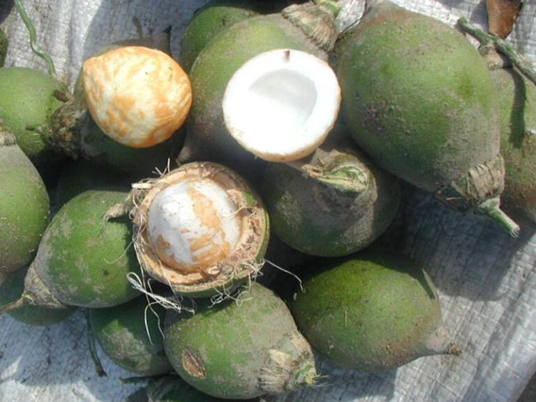 Las Mejores Frutas De La Selva Peruana Que Debes Probar Informacion Turistica de la Selva Las Mejores Frutas De La Selva Peruana Que Debes Probar Informacion Turistica de la Selva