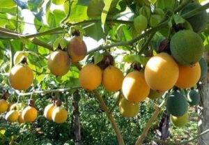 Fruto de granadilla