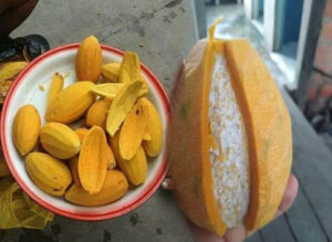 Fruto del Sachamango