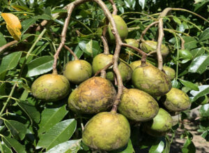 Fruto de taperiba