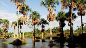 Arboles de aguaje