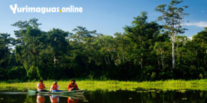 Yurimaguas, La Perla del Huallaga como-viajar-de-yurimaguas-a-iquitos