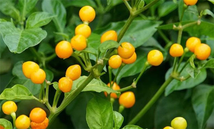 el aji charapita