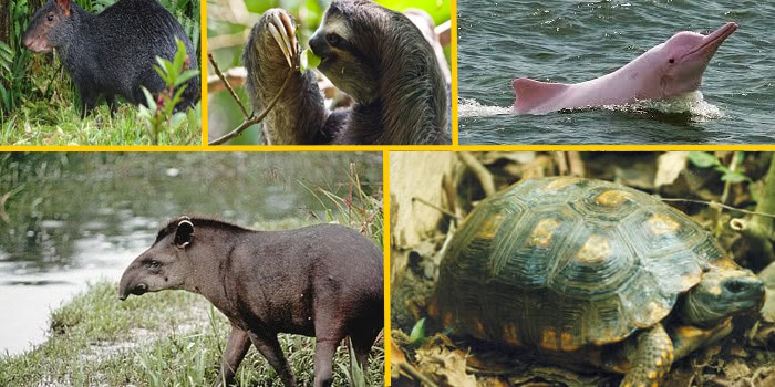 animales de la selva